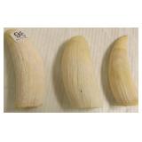 3 whale teeth: 4 1/2" to 5"