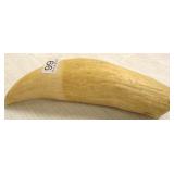 Approx. 9" old whale tooth