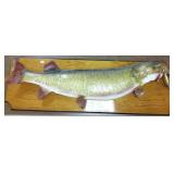 Mounted 43" muskellunge with lures