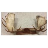 Pair of moose antlers- 65" wide