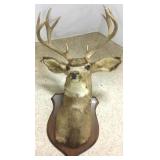 Mounted deer head