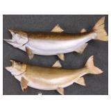 2 mounted fish 33" & 36" long