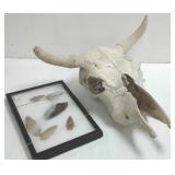Case with 6 stone points & steer skull
