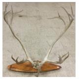 Set of caribou antlers approx. 37" spread