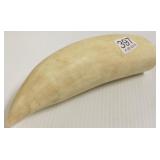 Approx. 8" sperm whale tooth *MN Resident
