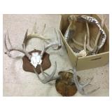 Group antlers & a shark jaw
