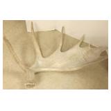Approx. 35" moose antler shed