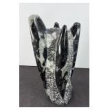 ORTHOCERAS FOSSIL