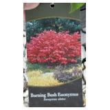 DWARF BURNING BUSH (EUONYMUS)