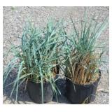 (2) BLUE DUNE GRASS