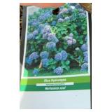 (2) NIKKO BLUE HYDRANGEAS
