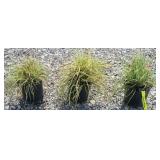 (3) GOLDEN GRASS