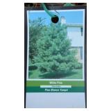 (2) WHITE PINE TREE 2 FOOT