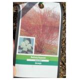 (2) RED TWIG DOGWOOD TREE