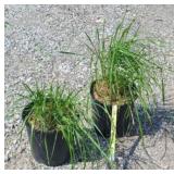(2) KARL FOERSTER GRASS