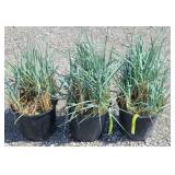 (3) BLUE DUNE GRASS