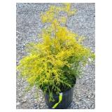 GOLDEN CYPRESS