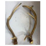 (2) ANTLERS