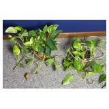 (2) LONGABERGER BASKETS W/ LIVE PLANTS