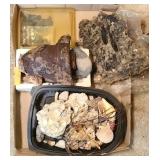 SHELL COLLECTION (ALT LOC)