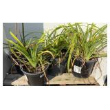 (4) ASSTD DAYLILIES
