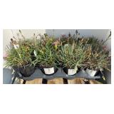 (8) DIANTHUS QT VARIETY