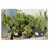 (4) MIXED PLANTS