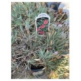 (2) RUBY GLITTER DIANTHUS