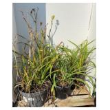 (4) ALWAYS AFTERNOON LILIES