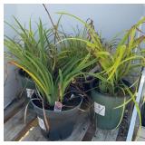 (4) MIXED DAYLILIES