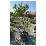 CORALBURST CRABAPPLE