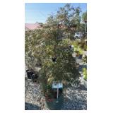 ORANGEOLA JAPANESE MAPLE