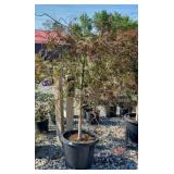 TAMUKEYAMA JAPANESE MAPLE