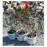 (3) MISS MOLLY BUTTERFLY BUSHES