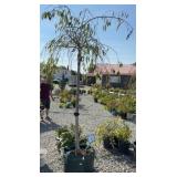 DOUBLE PINK WEEPING CHERRY