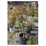 INABA SHIDARE JAPANESE MAPLE