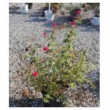 DOUBLE KNOCKOUT ROSE