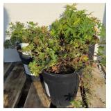 (3) MIXED PLANTS CRANESBILL