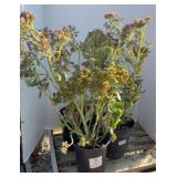 (3) MIXED PLANTS SEDUM
