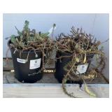 (2) BLUE SPRUCE SEDUM