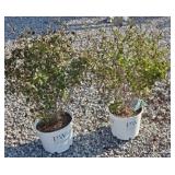 (2) DARK PURPLE BLOOMERANG LILACS