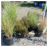 (10) ASSTD GRASSES