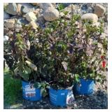 (5) PINK DYNAMO HYDRANGEA