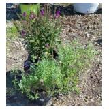 (3) MIXED PLANTS