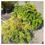 (2) MIXED PLANTS