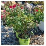 (2) DOUBLE KNOCKOUT ROSES