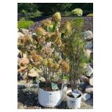 (2) MIXED PLANTS