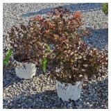 (3) WEIGELA MIDNIGHT SUNS