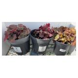(3) CORABELLES PLANTS