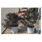 (2) WEIGELA, SONIC BLOOM WINE SHRUB